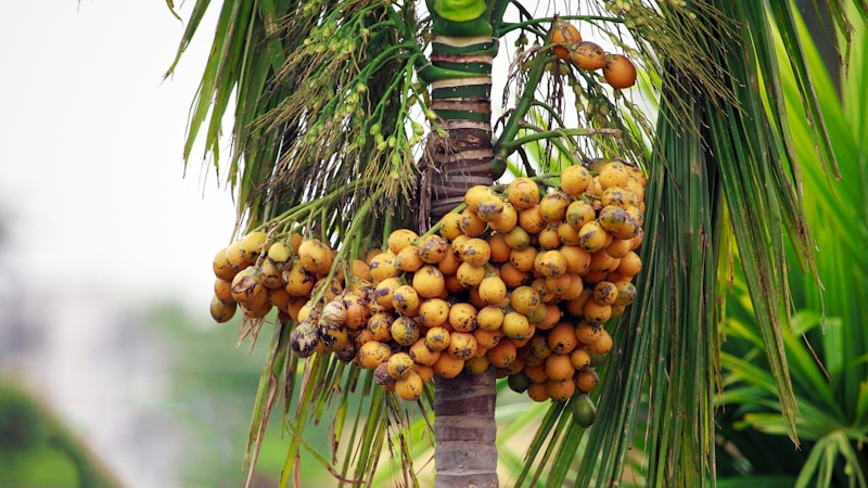 Palm Oil (CPO)