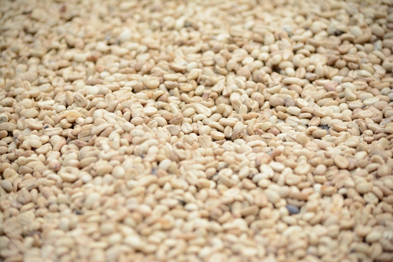 Premium sesame seeds